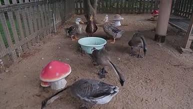 动物禽兽饲养鸭子鹅视频的预览图